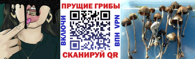 как найти закладки  Георгиевск  Галлюциногенные грибы GOLDEN TEACHER 